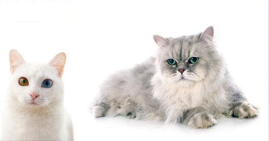 two beautiful cute cats on a white background